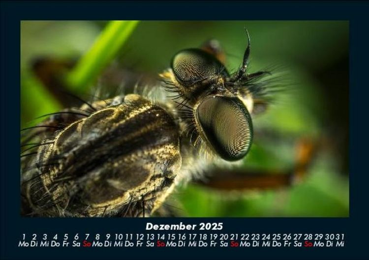 Produktbild: Welt der Tiere 2025 Fotokalender DIN A5