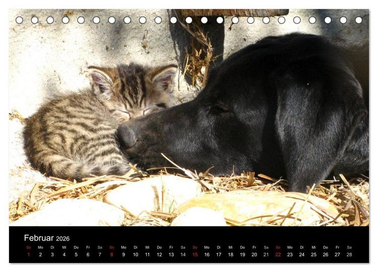 Produktbild: Der schwarze Hund und seine Freunde (Tischkalender 2026 DIN A5 quer), CALVENDO Monatskalender