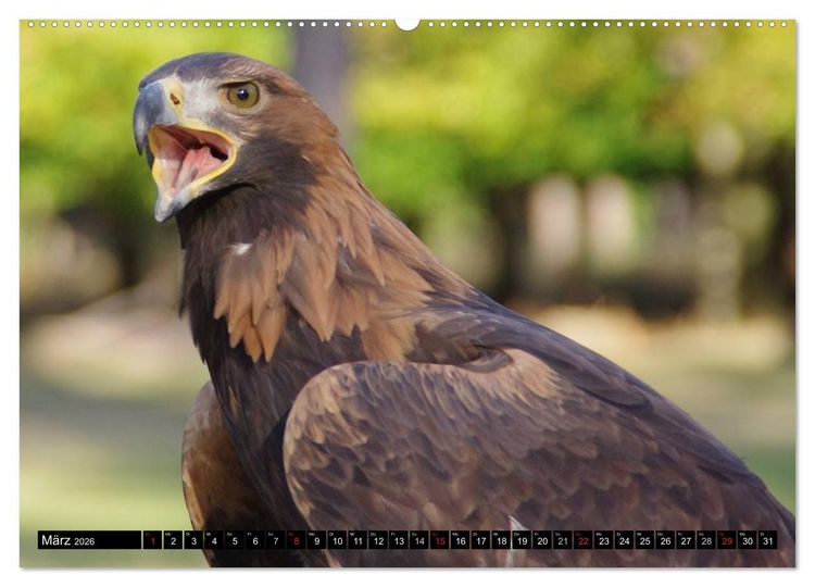 Produktbild: Greifv&ouml;gel (hochwertiger Premium Wandkalender 2026 DIN A2 quer), Kunstdruck in Hochglanz