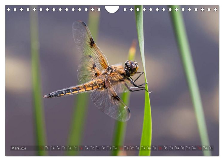 Produktbild: Libellen - Fliegende Edelsteine (Wandkalender 2026 DIN A4 quer), CALVENDO Monatskalender