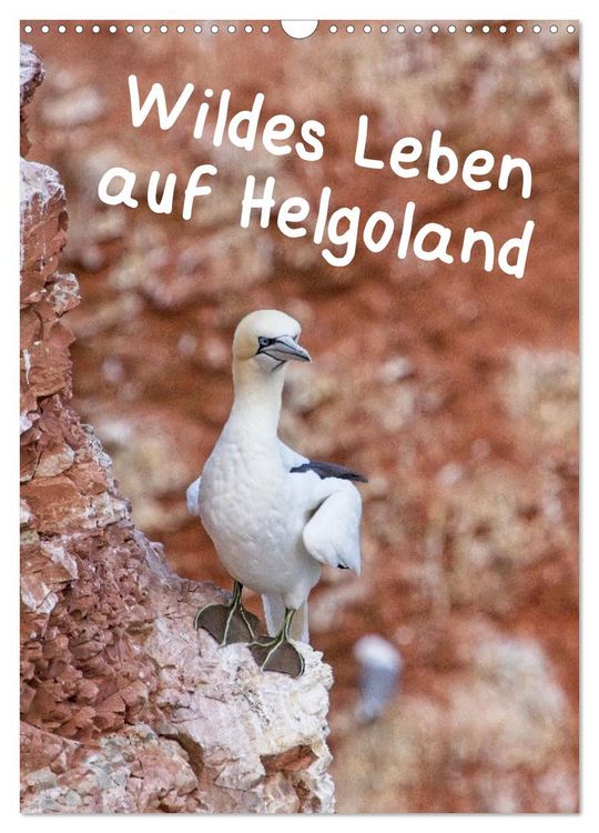 Produktbild: Wildes Leben auf Helgoland (Wandkalender 2026 DIN A3 hoch), CALVENDO Monatskalender