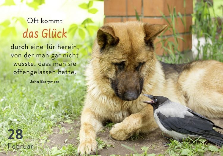 Produktbild: 365 mal tierisch gut drauf!