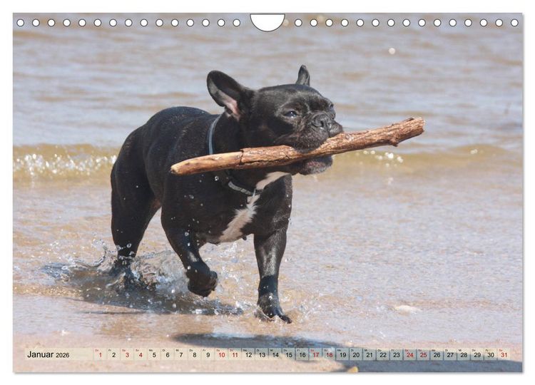 Produktbild: Bulldoggen - Englische und Franz&ouml;sische Bulldoggen (Wandkalender 2026 DIN A4 quer), CALVENDO Monatskalender