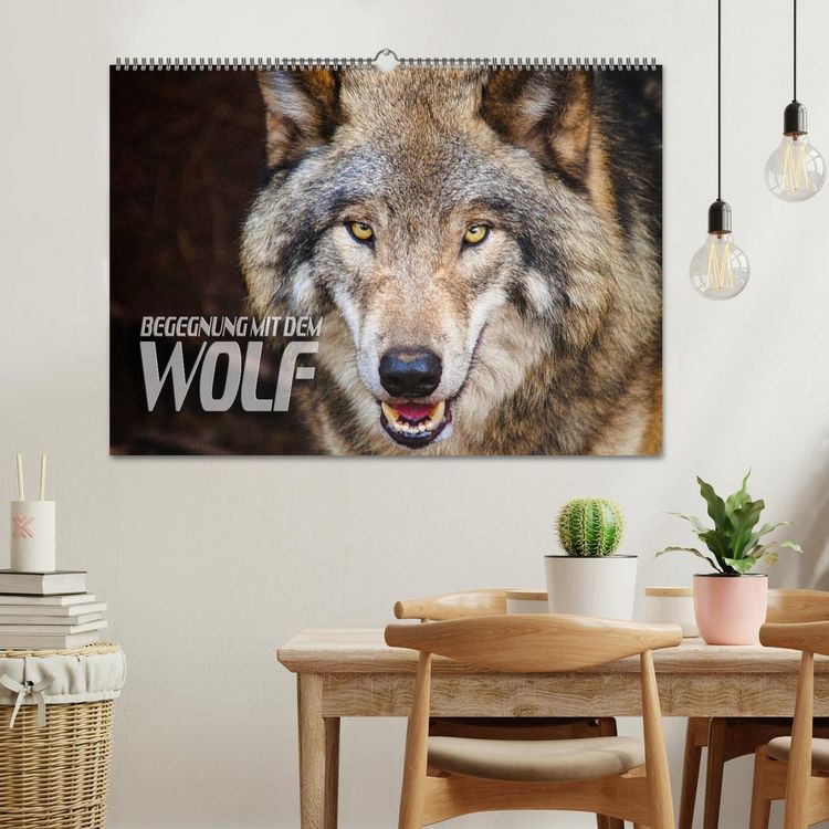 Produktbild: Begegnung mit dem Wolf (Wandkalender 2026 DIN A2 quer), CALVENDO Monatskalender