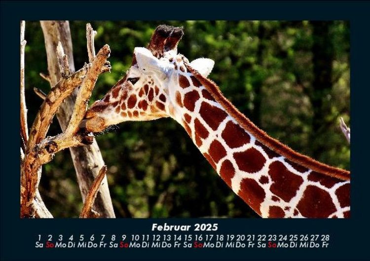 Produktbild: Giraffen 2025 Fotokalender DIN A5