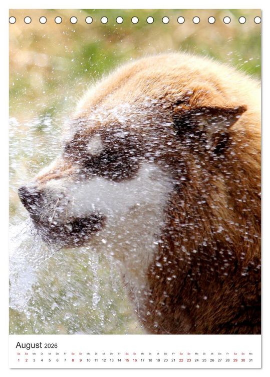Produktbild: Faszination Husky (Tischkalender 2026 DIN A5 hoch), CALVENDO Monatskalender