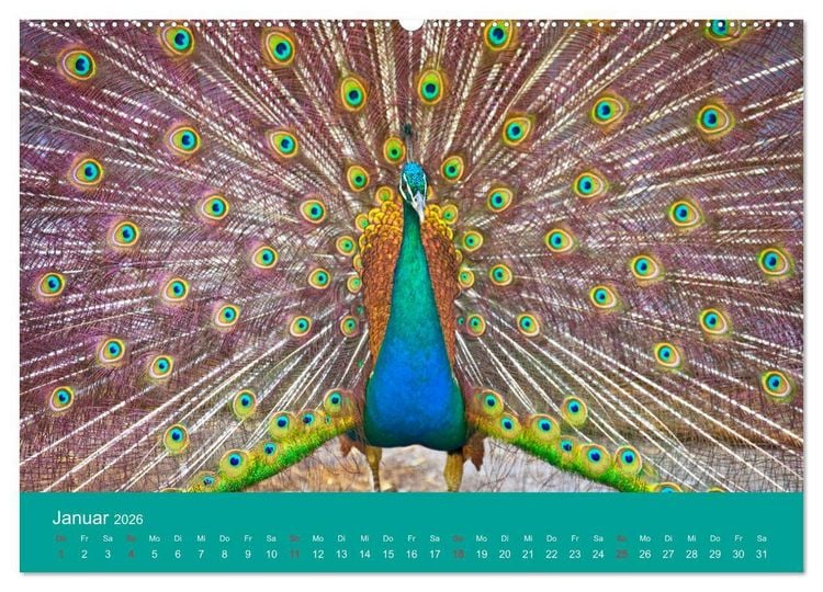 Produktbild: Wir sind die Stars am Bauernhof (hochwertiger Premium Wandkalender 2026 DIN A2 quer), Kunstdruck in Hochglanz