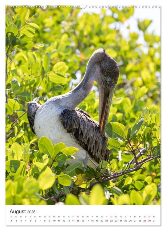 Produktbild: Galapagos - Atemberaubende Tierwelt (hochwertiger Premium Wandkalender 2026 DIN A2 hoch), Kunstdruck in Hochglanz