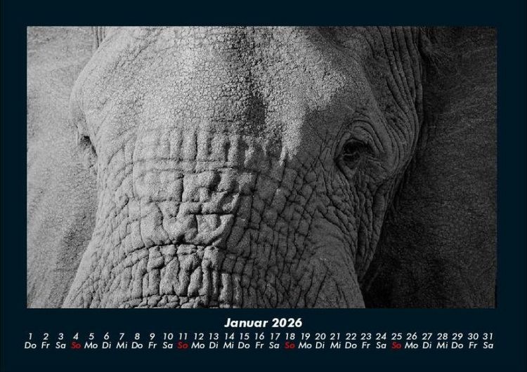 Produktbild: Elefanten - Die sanften Riesen Afrikas 2026 Fotokalender DIN A4
