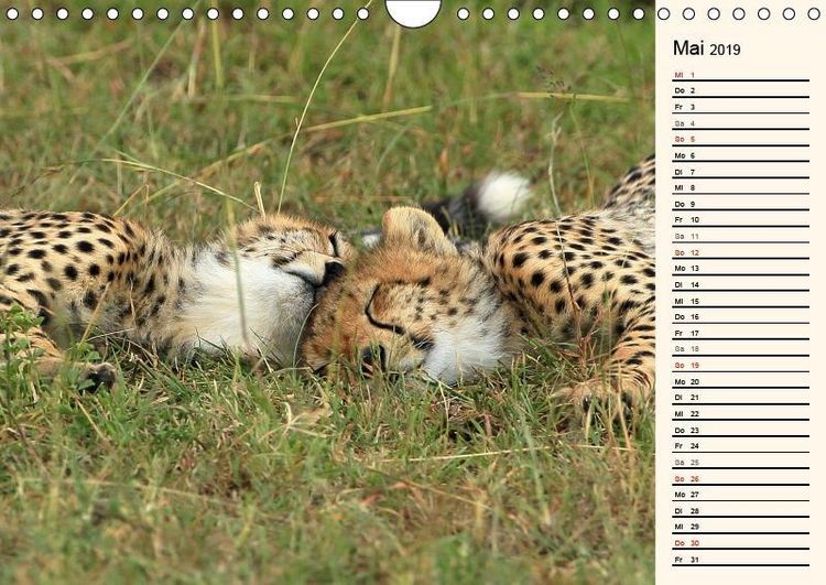 Produktbild: Herzog, M: Geparden - Ein Leben in Afrika (Wandkalender 2019