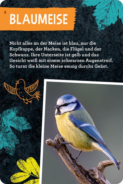 Produktbild: 50 V&ouml;gel bestimmen