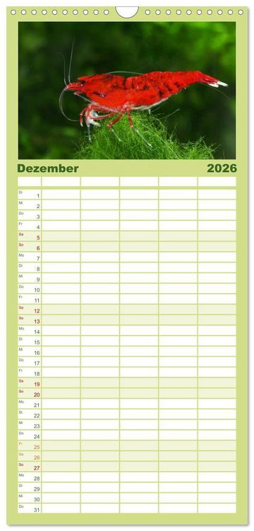Produktbild: Familienplaner 2026 - Dwarf Shrimps - kleine Garnelen mit 5 Spalten (Wandkalender, 21 x 45 cm) CALVENDO