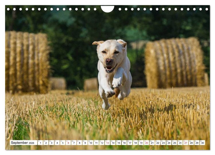 Produktbild: Labrador Retriever - Freunde f&uuml;r&acute;s Leben (Wandkalender 2026 DIN A4 quer), CALVENDO Monatskalender