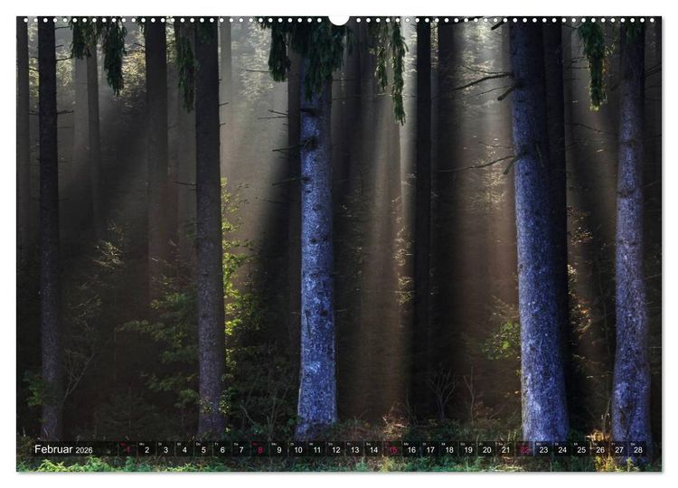 Produktbild: Erleuchtung im Wald (hochwertiger Premium Wandkalender 2026 DIN A2 quer), Kunstdruck in Hochglanz