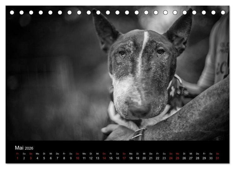 Produktbild: Bullterrier (Tischkalender 2026 DIN A5 quer), CALVENDO Monatskalender