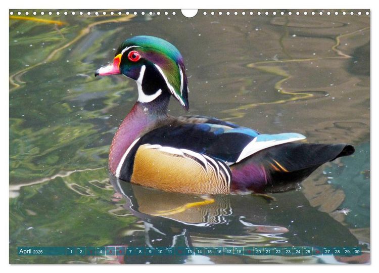 Produktbild: Tierisch gut: Wasserv&ouml;gel (Wandkalender 2026 DIN A3 quer), CALVENDO Monatskalender