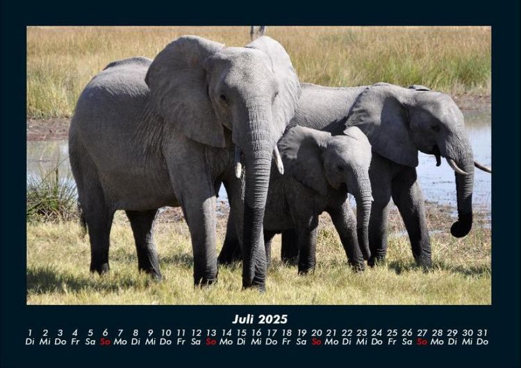 Produktbild: Elefanten 2025 Fotokalender DIN A4