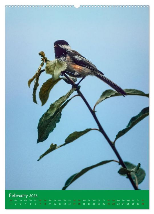 Produktbild: Our wild nature, American birds (High Quality Premium Wall Calendar 2026 DIN A2 portrait),CALVENDO 12 Month Wall Calendar