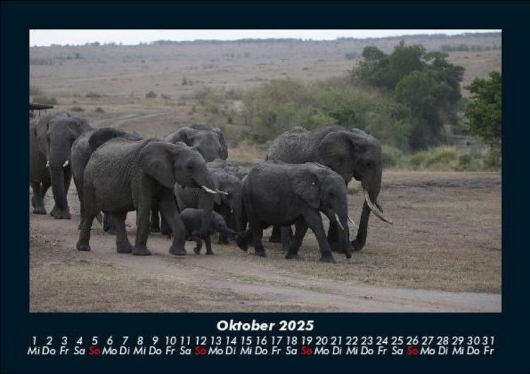 Produktbild: Der Elefantenkalender 2025 Fotokalender DIN A5