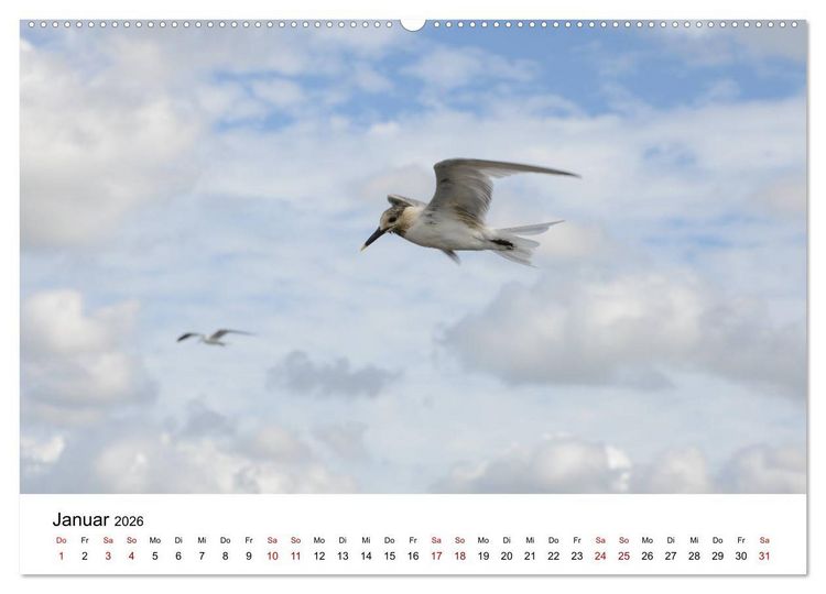 Produktbild: M&ouml;wen am Meer (hochwertiger Premium Wandkalender 2026 DIN A2 quer), Kunstdruck in Hochglanz