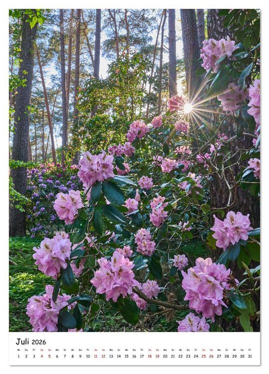 Produktbild: Zauberhafte Rhododendren (Tischkalender 2026 DIN A5 hoch), CALVENDO Monatskalender