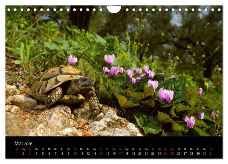 Produktbild: REPTILIEN (Wandkalender 2026 DIN A4 quer), CALVENDO Monatskalender