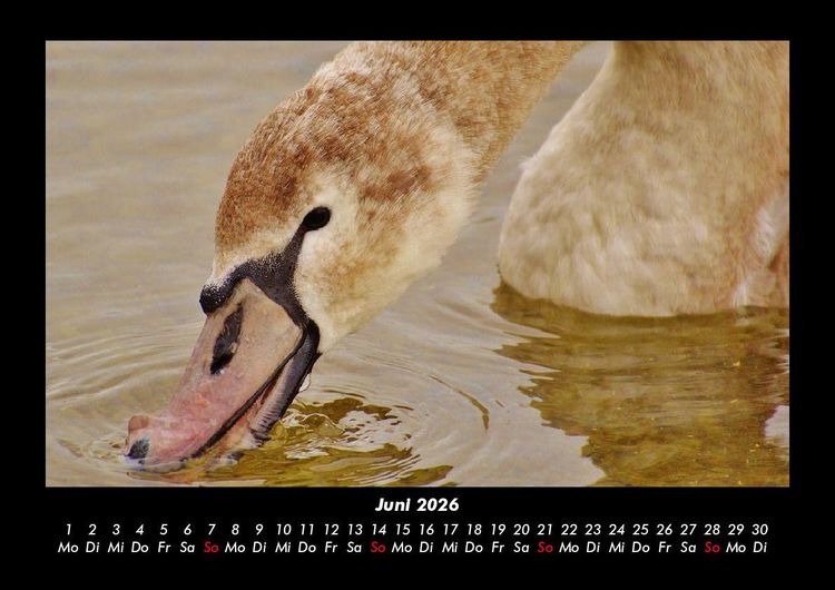 Produktbild: V&ouml;gel 2026 Fotokalender DIN A3