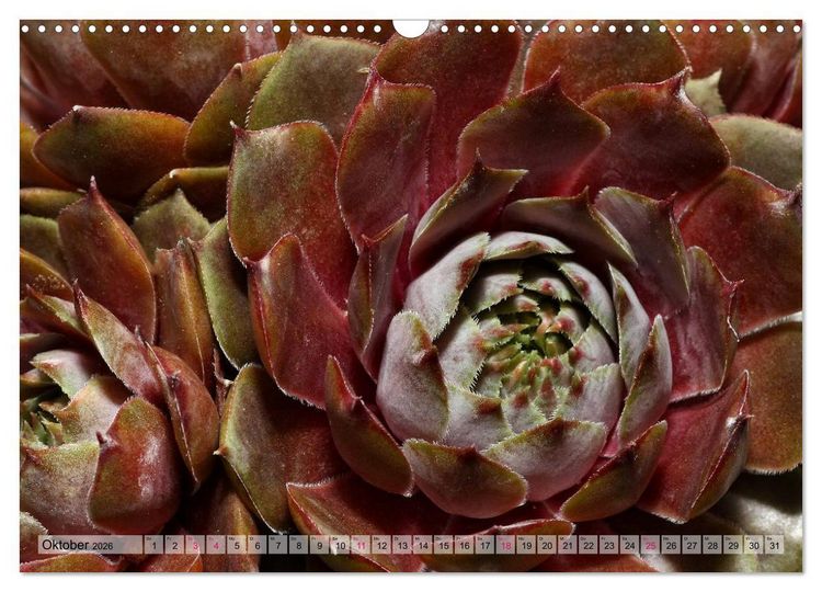 Produktbild: Sempervivum - Hauswurz (Wandkalender 2026 DIN A3 quer), CALVENDO Monatskalender