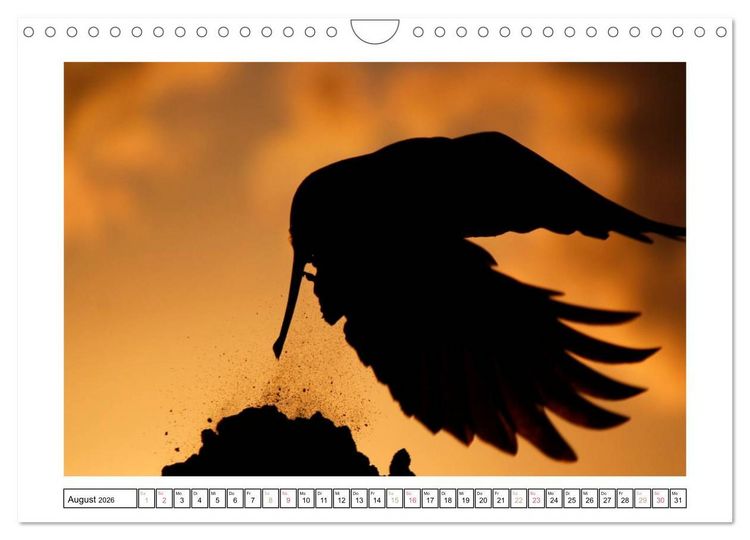 Produktbild: Rabenhafte Augenblicke (Wandkalender 2026 DIN A4 quer), CALVENDO Monatskalender