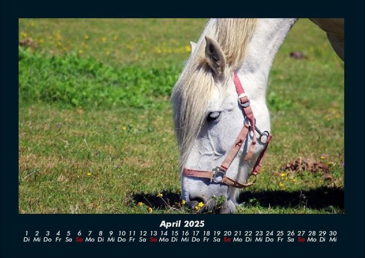 Produktbild: Pferde Kalender 2025 Fotokalender DIN A4
