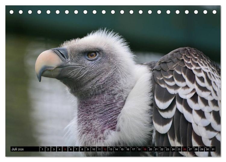 Produktbild: Adler und Greife - K&ouml;nige des Himmels (Tischkalender 2026 DIN A5 quer), CALVENDO Monatskalender