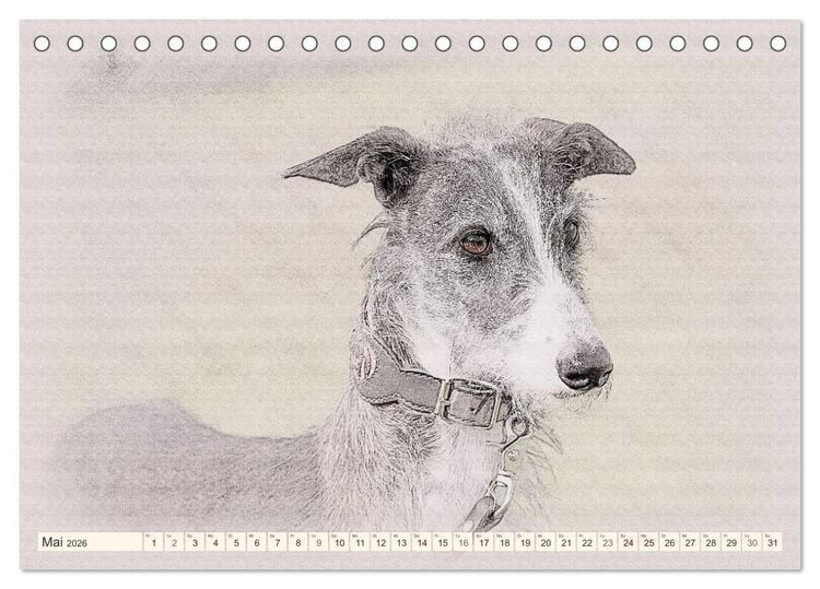 Produktbild: Windhunde 2026 (Tischkalender 2026 DIN A5 quer), CALVENDO Monatskalender