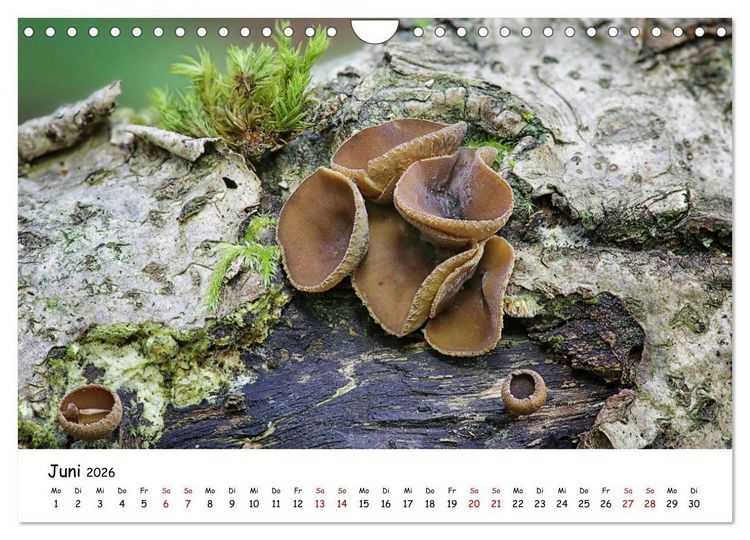Produktbild: Pilzgalerie - Die bunte Welt der Baumpilze (Wandkalender 2026 DIN A4 quer), CALVENDO Monatskalender