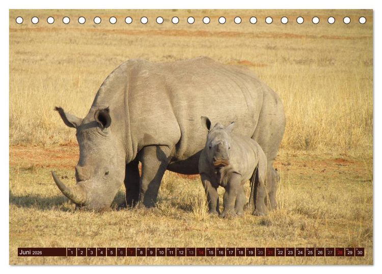 Produktbild: Afrikas wilde Sch&ouml;nheiten (Tischkalender 2026 DIN A5 quer), CALVENDO Monatskalender