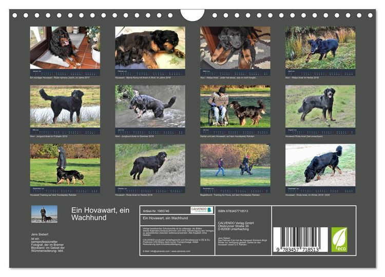 Produktbild: Ein Hovawart, ein Wachhund (Wandkalender 2026 DIN A4 quer), CALVENDO Monatskalender
