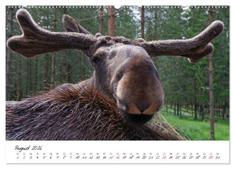 Produktbild: Schwedens Vielfalt (hochwertiger Premium Wandkalender 2026 DIN A2 quer), Kunstdruck in Hochglanz