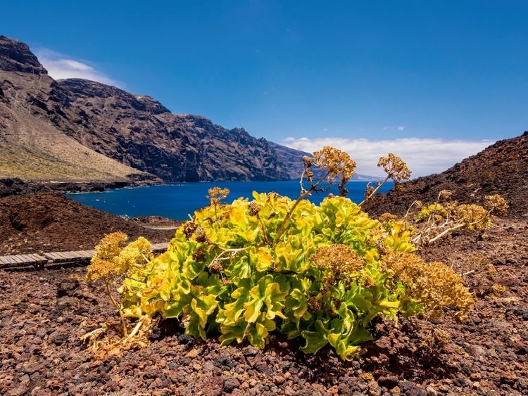 Produktbild: CALVENDO Puzzle Landschaft auf Teneriffa | 1000 Teile Lege-Gr&ouml;&szlig;e 64x48cm Foto-Puzzle f&uuml;r gl&uuml;ckliche Stunden