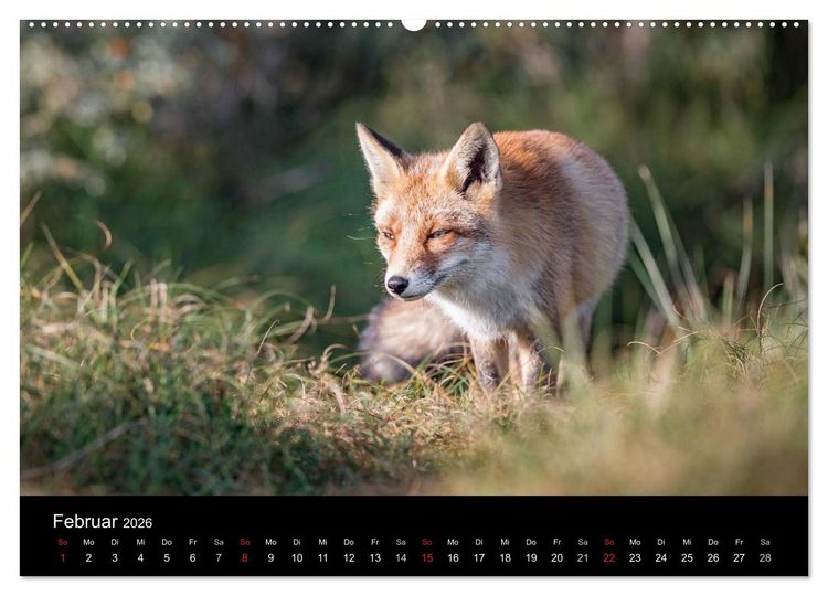 Produktbild: Rotf&uuml;chse (hochwertiger Premium Wandkalender 2026 DIN A2 quer), Kunstdruck in Hochglanz