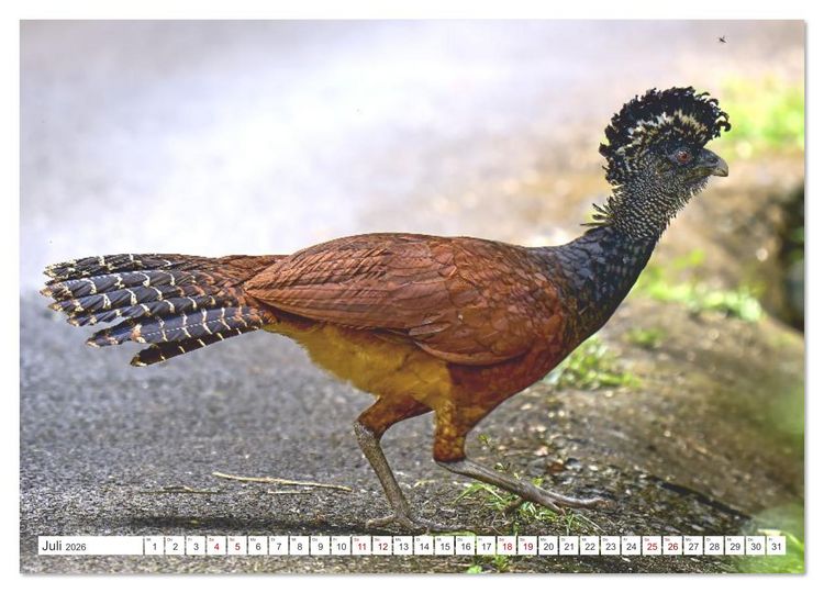 Produktbild: Costa Ricas gefiederte Pracht (Wandkalender 2026 DIN A3 quer), CALVENDO Monatskalender
