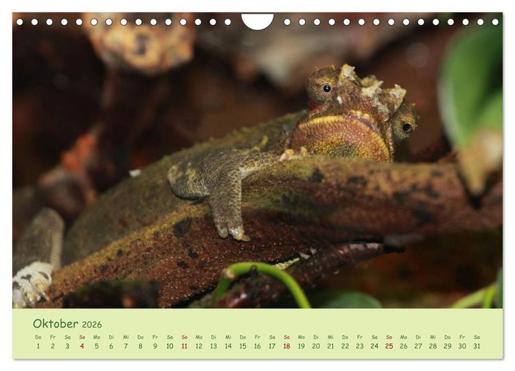 Produktbild: Augenblicke der Cham&auml;leons (Wandkalender 2026 DIN A4 quer), CALVENDO Monatskalender