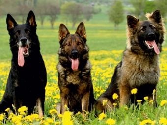 Produktbild: CALVENDO Puzzle Deutsche Sch&auml;ferhunde | 1000 Teile Lege-Gr&ouml;&szlig;e 64x48cm Foto-Puzzle f&uuml;r gl&uuml;ckliche Stunden