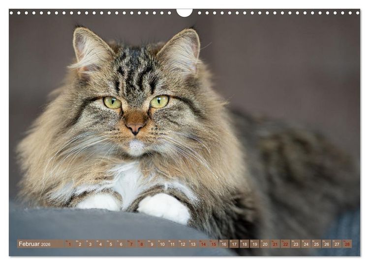 Produktbild: Maui und Molokai - Sibirische Katzenschwestern (Wandkalender 2026 DIN A3 quer), CALVENDO Monatskalender