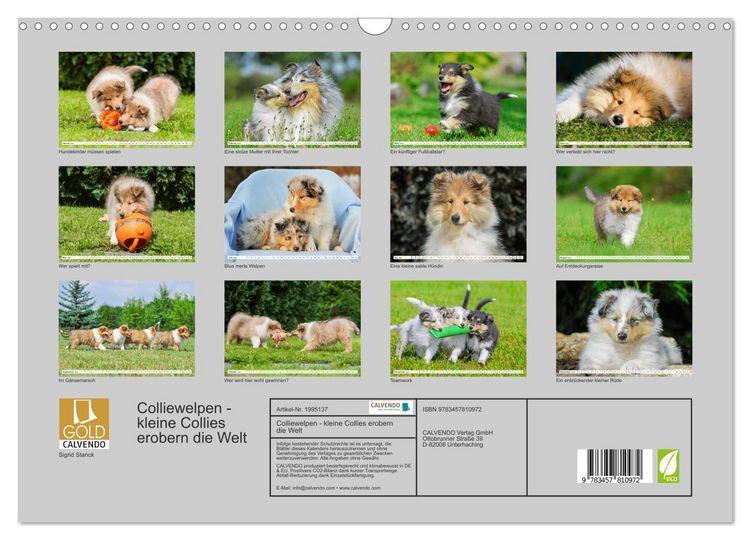 Produktbild: Colliewelpen - kleine Collies erobern die Welt (Wandkalender 2026 DIN A3 quer), CALVENDO Monatskalender