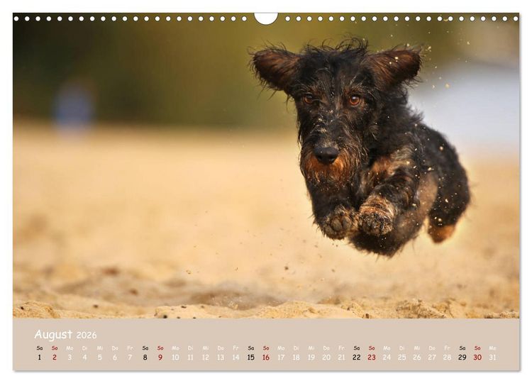 Produktbild: Dackel - lustige Gesellen auf kurzen Beinchen (Wandkalender 2026 DIN A3 quer), CALVENDO Monatskalender