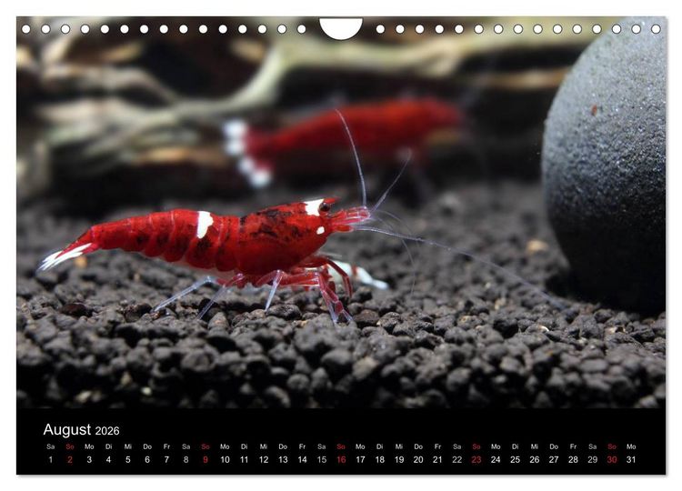 Produktbild: Zwerggarnelen - gepanzerte Juwelen im Aquarium (Wandkalender 2026 DIN A4 quer), CALVENDO Monatskalender