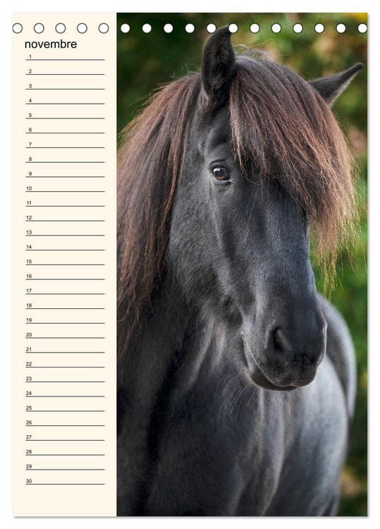 Produktbild: Cheval islandais - Calendrier anniversaire (Calendrier de bureau 2026 DIN A5 horizontal), CALVENDO calendrier mensuel