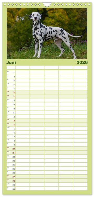 Produktbild: Familienplaner 2026 - Auf den Punkt - Dalmatiner mit 5 Spalten (Wandkalender, 21 x 45 cm) CALVENDO