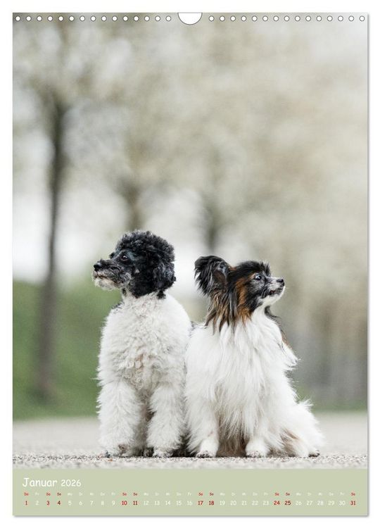 Produktbild: Flora Canidae - der Hunde-Bl&uuml;hpflanzen-Kalender (Wandkalender 2026 DIN A3 hoch), CALVENDO Monatskalender
