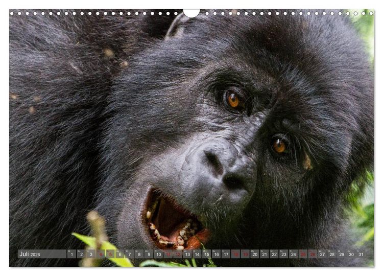Produktbild: Gorillas ohne Nebel (Wandkalender 2026 DIN A3 quer), CALVENDO Monatskalender