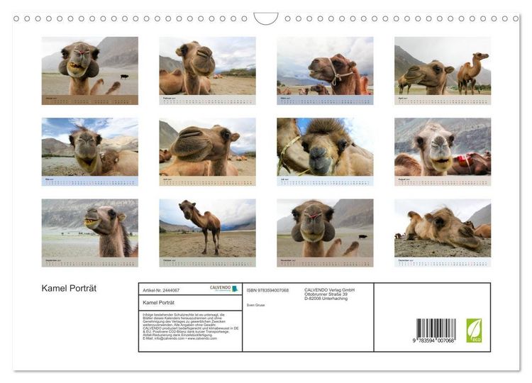 Produktbild: Kamel Portr&auml;t (Wandkalender 2027 DIN A3 quer), CALVENDO Monatskalender